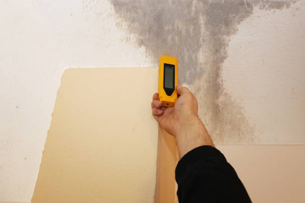 Spring Valley, NV Mold Removal Company