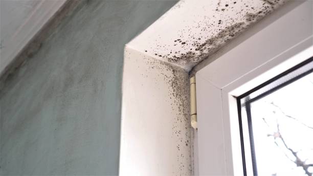 Biohazard Mold Removal in Spring Valley, NV
