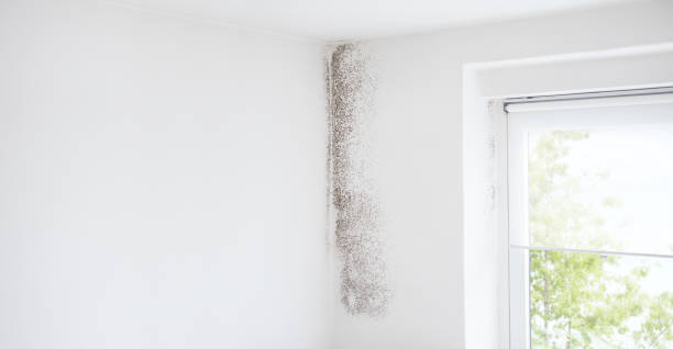 Best Crawl Space Mold Remediation  in Spring Valley, NV
