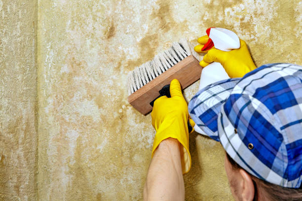 Best Residential Mold Inspection & Testing  in Spring Valley, NV