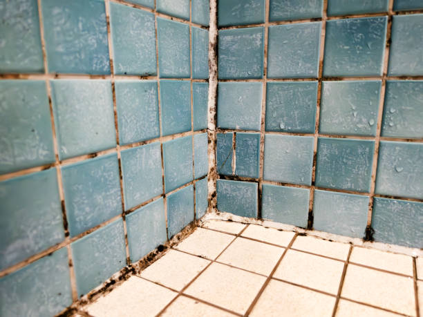 Best Attic Mold Removal  in Spring Valley, NV