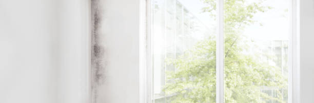 Best Comprehensive Air Testing for Mold Contaminants  in Spring Valley, NV