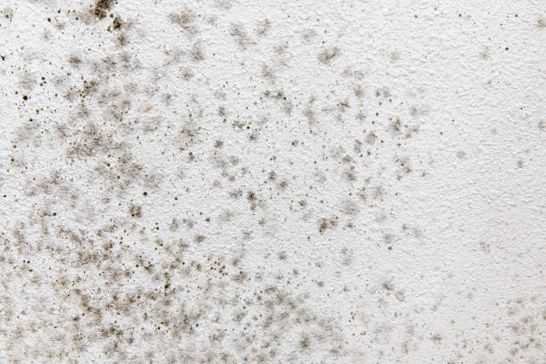 Best Air Quality Testing for Mold Spores  in Spring Valley, NV