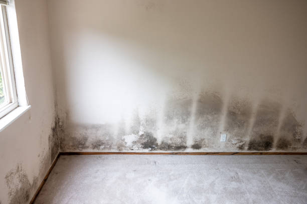 Best Water Damage & Mold Remediation  in Spring Valley, NV