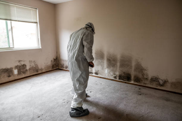 Best Dehumidification Services  in Spring Valley, NV