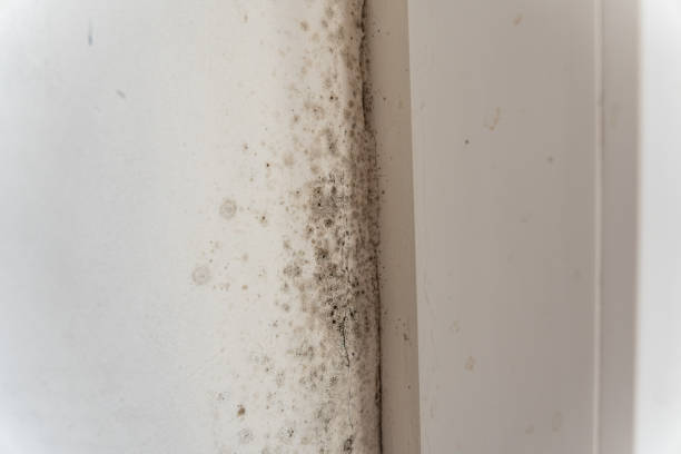  Spring Valley, NV Mold Removal Pros