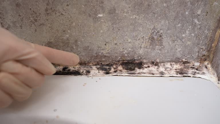 Mold Removal for HVAC Installations in Spring Valley, NV