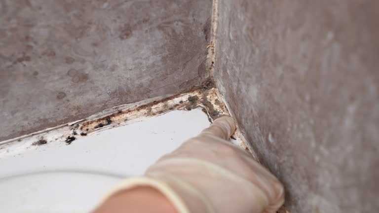 Best Forensic Mold Investigation  in Spring Valley, NV
