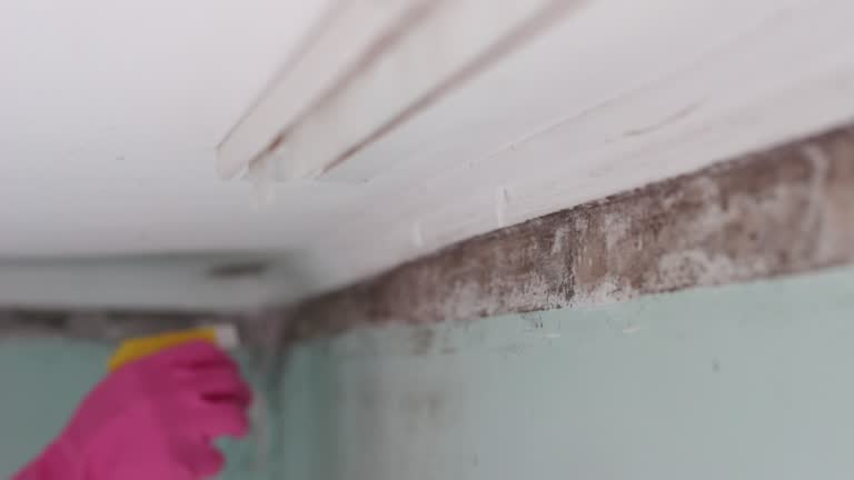 Best Environmental Consulting for Mold Prevention  in Spring Valley, NV